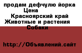 продам дефчулю йорка › Цена ­ 7 000 - Красноярский край Животные и растения » Собаки   